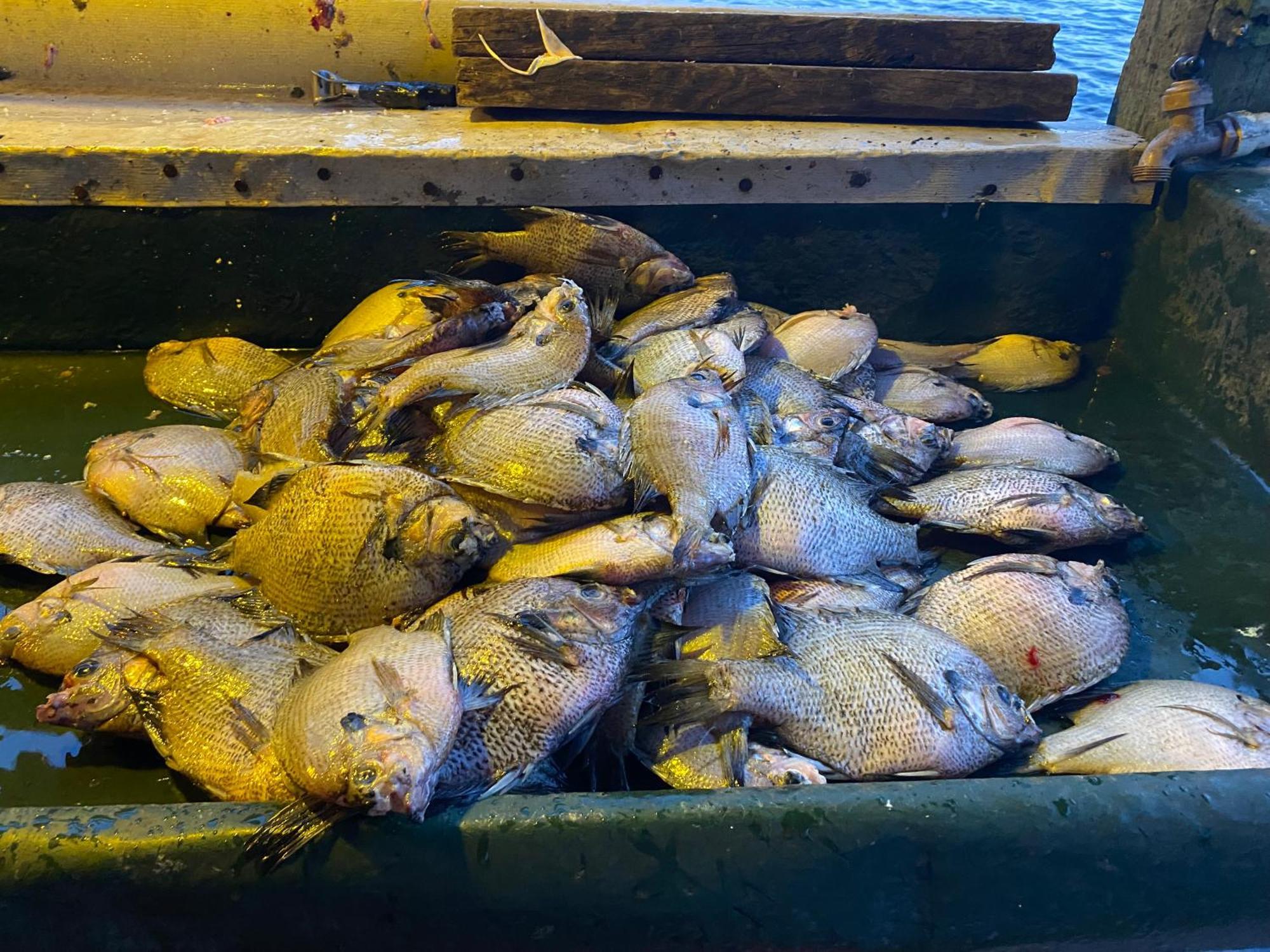 Stegbone'S Fish Camp And Resort Satsuma エクステリア 写真